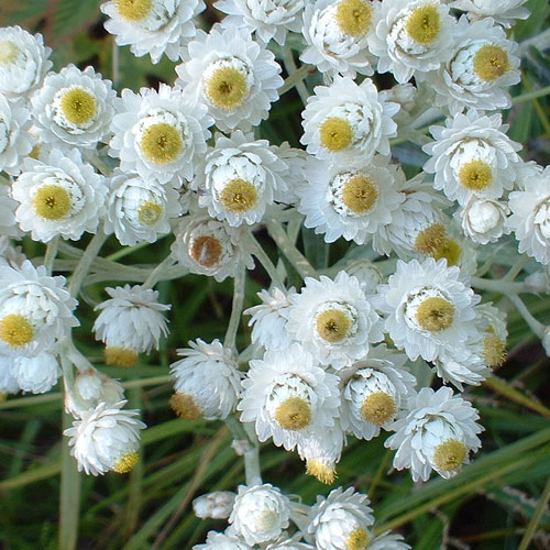 pearly everlasting