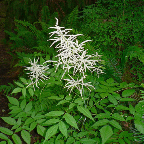 goat's beard