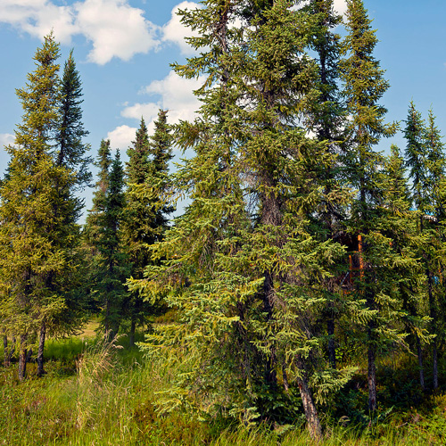 black spruce