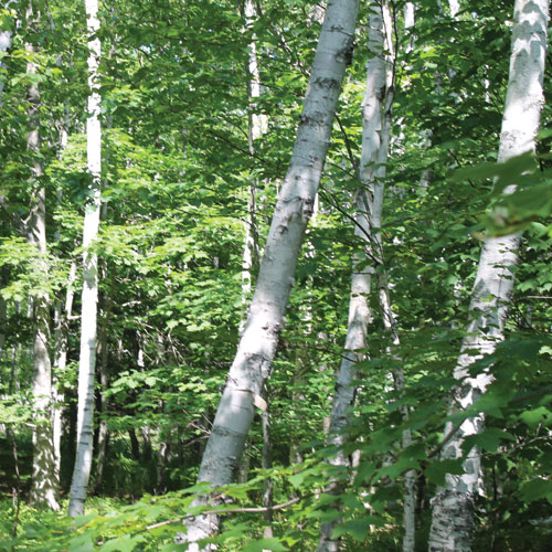 paper birch