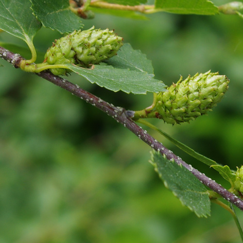 scrub birch