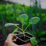 hand holding seedling