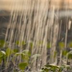 watering plants in greenhouse