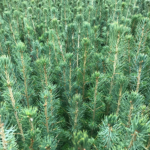 hybrid white spruce