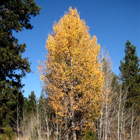 trembling aspen