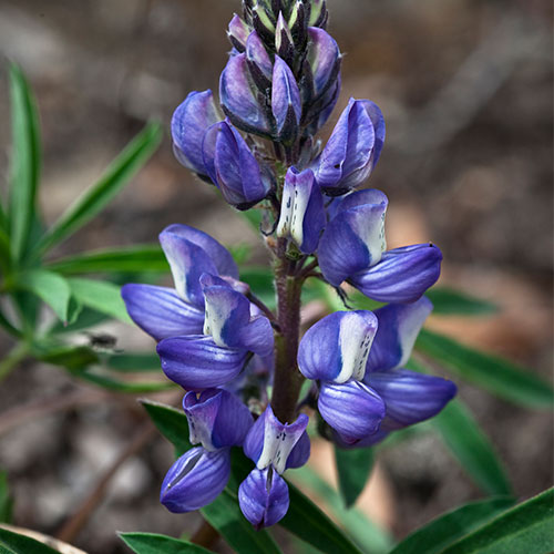 arctic lupine