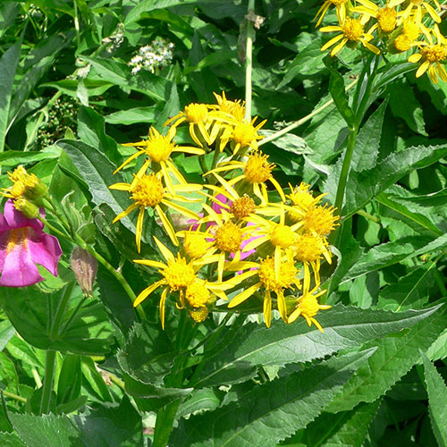 arrowleaf ragwort