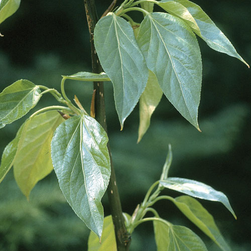 balsam poplar