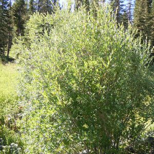 Bebb’s Willow (Diamond, Grey) – Twin Sisters Native Plants Nursery