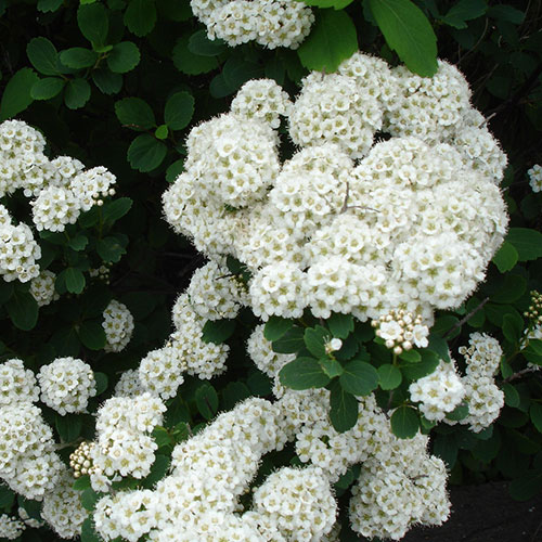 birch-leaved spirea