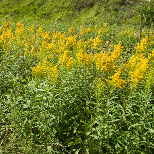 canada goldenrod