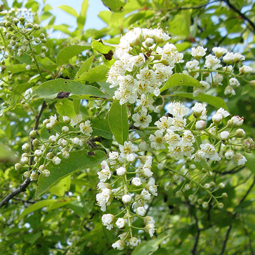 chokecherry