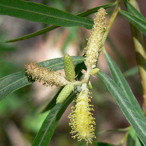 coyote willow