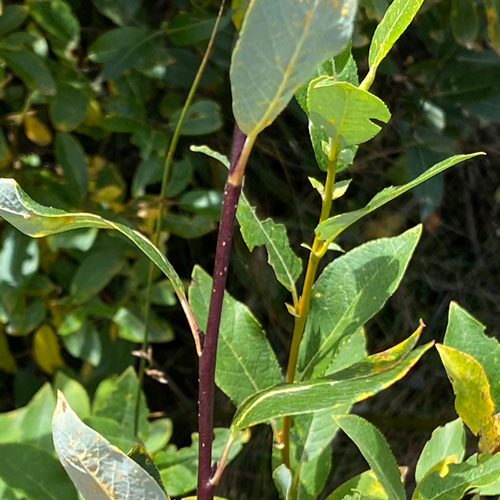 false mountain willow