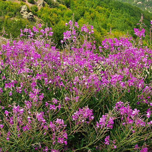 fireweed