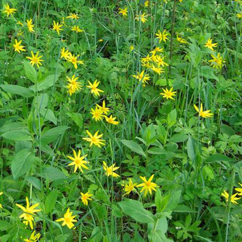 heartleaf arnica