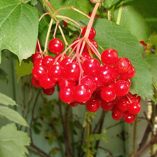 highbush cranberry