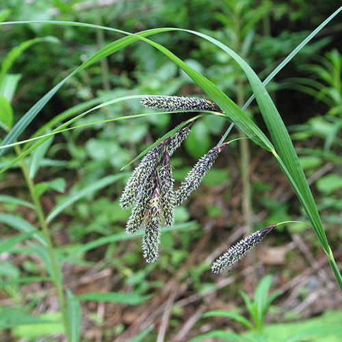 merten's sedge