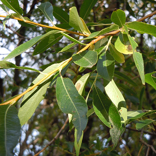 pacific willow