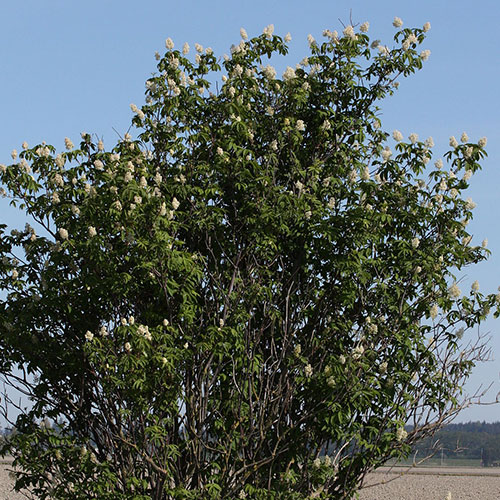 red elderberry