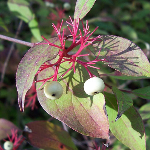 red osier dogwood