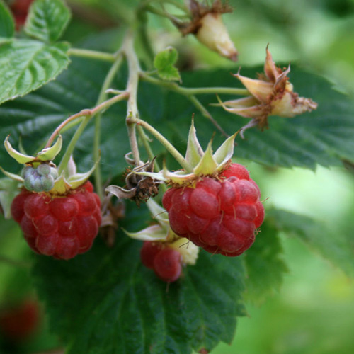 red raspberry