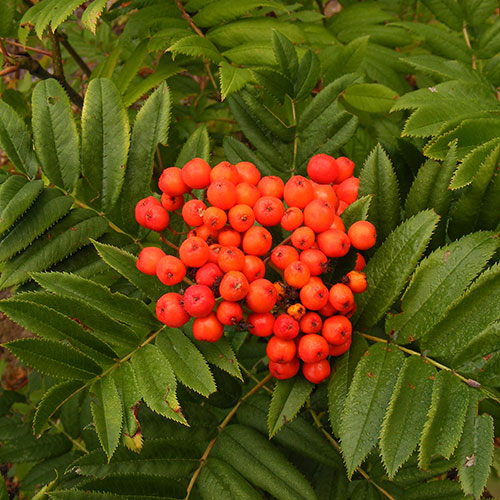 sitka mountain ash