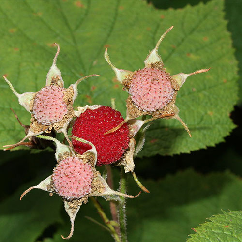 thimbleberry