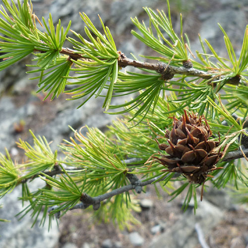 western larch