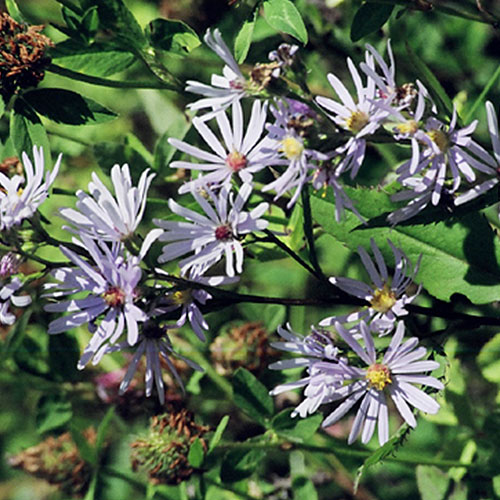 western showy aster