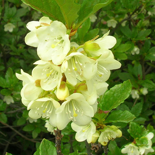 white flowered rhododendron