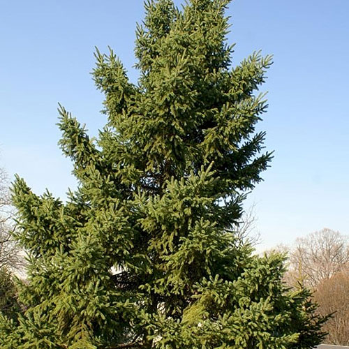 white spruce